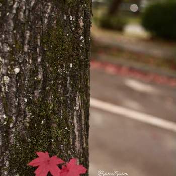 ちぃ散歩の画像 by jamさん | お出かけ先と紅葉フォトコン2020と癒しとオールドレンズと紅葉*とちぃ散歩と紅葉（こうよう）とweekendflowerと感謝しかない