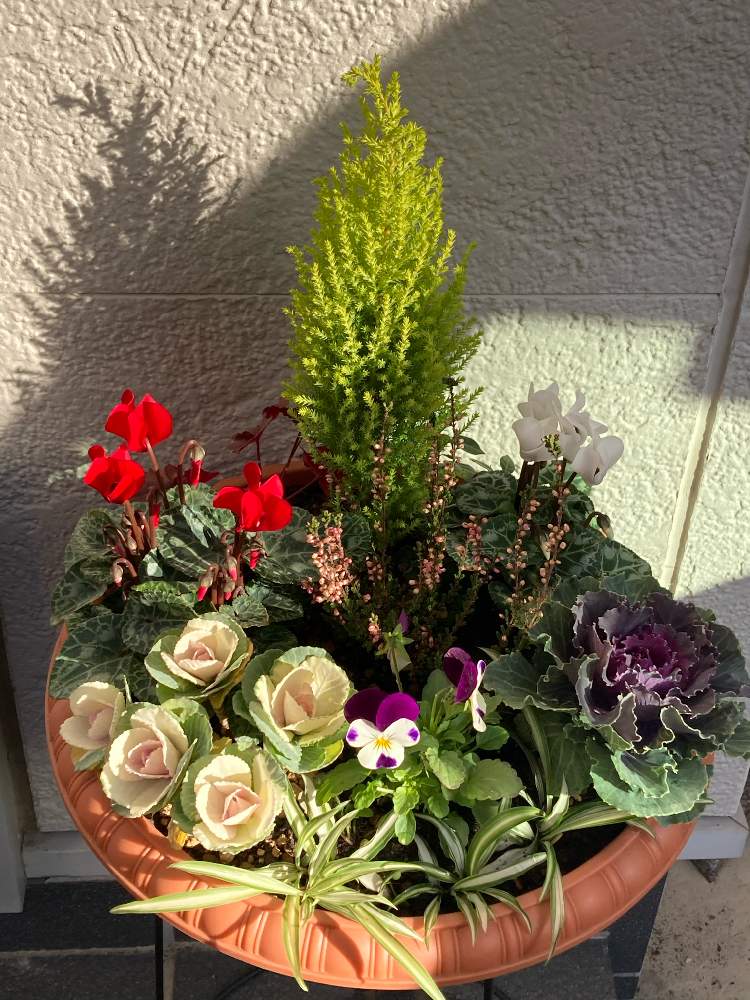 ガーデンシクラメンの投稿画像 By とろろさん 葉牡丹とコニファーと折り鶴蘭とヒューケラとカルーナ ガーデン ガールズとコニファー ウィルマとビオラと埼玉ンズ倶楽部と美しい と季節の寄せ植えとおうち園芸とhtc No 73と癒し と花のある暮らしと幸せな時間と