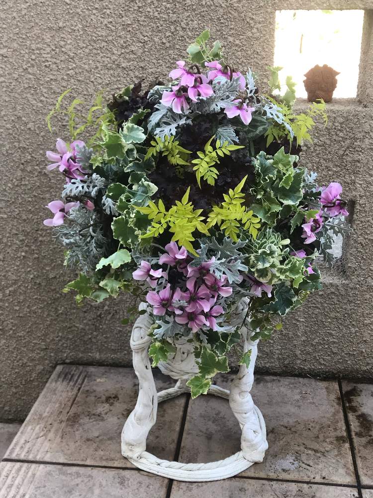 シロタエギクの投稿画像 By Hiro 151e さん ハゴロモジャスミンとアイビーとヒューケラとシクラメンペチコートとワイヤープランツとシレネ ユニフローラと綱木紋スリット鉢とスマホ撮影と綱木紋と ギャザリング寄せ植えと季節の寄せ植えとおうち園芸とおきにいりと