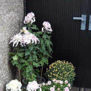 花撮りウオーキングの画像 by まっさんno.1さん | お出かけ先とGS映えと花撮りウオーキングと綺麗な花と白い花と民家の玄関先と菊の花
