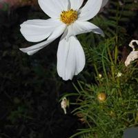 コスモスの画像