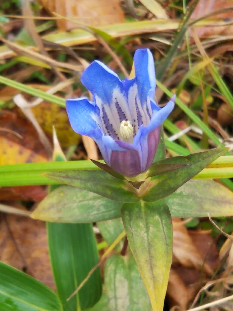 リンドウの投稿画像 By T Buchiさん 雑草図鑑とリンドウ科と山野草と雑草の花と雑草と雑草図鑑とリンドウ科と山野草と雑草の花と雑草 月11月5日 Greensnap グリーンスナップ Greensnap グリーンスナップ
