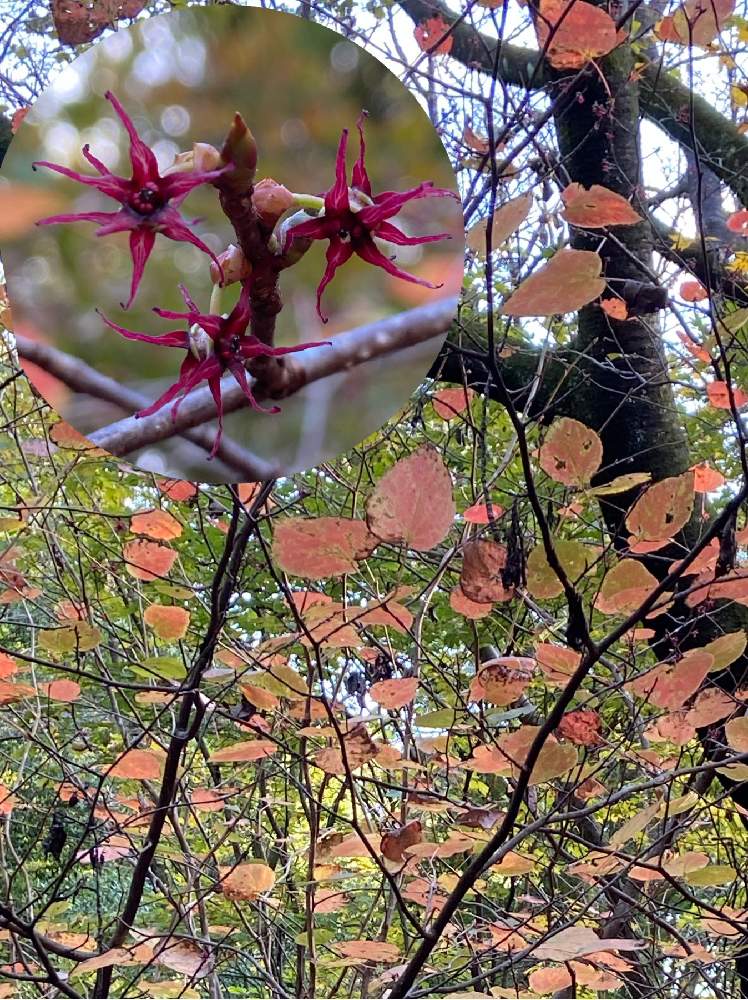 マルバノキの投稿画像 By なるさん ベニマンサクと落葉低木と優しさと森林公園 月11月5日 Greensnap グリーンスナップ