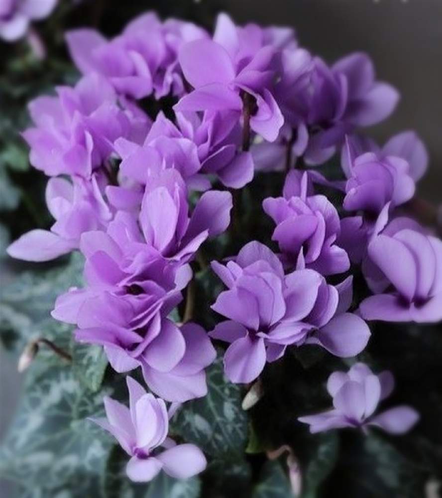 シクラメンの投稿画像 By Dianaさん 花のある暮らしと紫色の花と今日のお花と綺麗な花と花のある暮らしと紫色の花と今日のお花と綺麗な花 月11月5日 Greensnap グリーンスナップ Greensnap グリーンスナップ