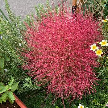 植えっぱなし花壇の投稿画像一覧 Greensnap グリーンスナップ