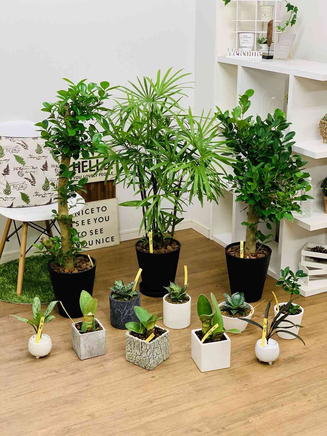 コルジリネ ブラックスパイダー コルジリネ：ブラックスパイダー 3.5号