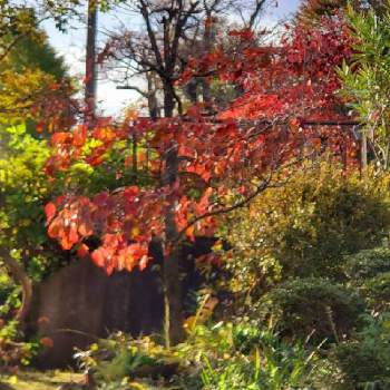 ハナミズキの紅葉の画像 by たかちゃんさん | 小さな庭とハナミズキの紅葉と紅葉♡とお庭のお花と綺麗な山とおうち園芸