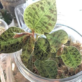 水苔栽培の投稿画像一覧 Greensnap グリーンスナップ