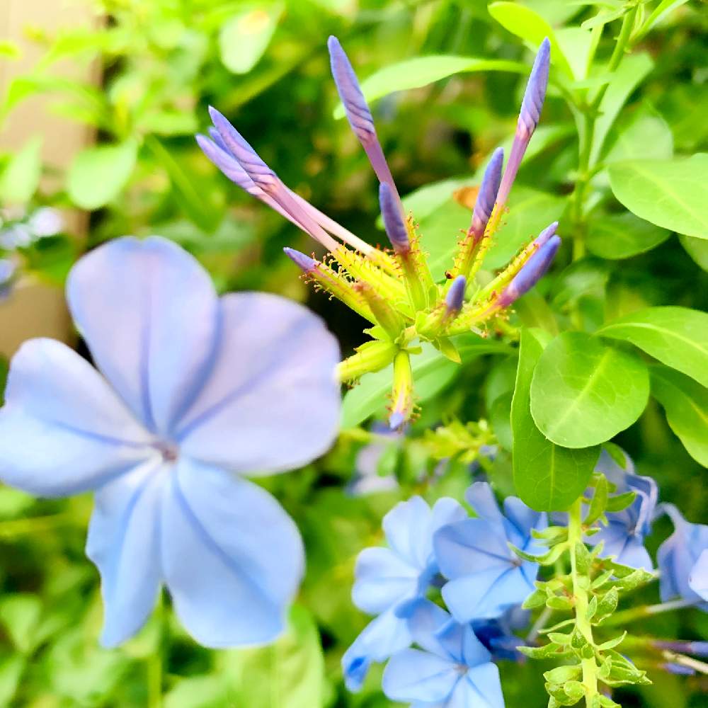 ルリマツリの投稿画像 By スマイルさん 水色の花と咲きかけとルリマツリ とかわいいな とお花好き 月11月5日 Greensnap グリーンスナップ