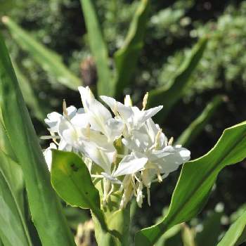 ジンジャー 生姜 の花の投稿画像一覧 Greensnap グリーンスナップ