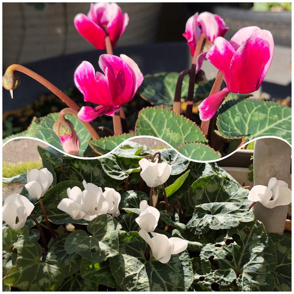 シクラメンの投稿画像 By のーせんすさん ガーデンシクラメン 月11月5日 Greensnap グリーンスナップ