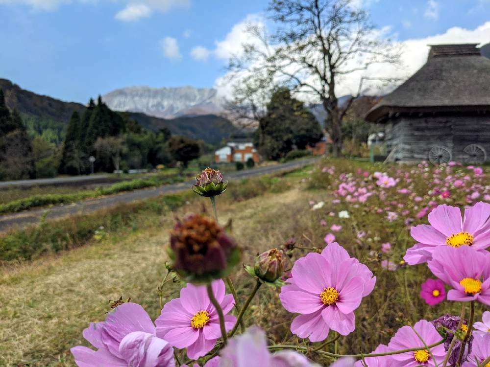 コスモスの投稿画像 By ツアラーさん 柿の木と花のある風景 月11月5日 Greensnap グリーンスナップ