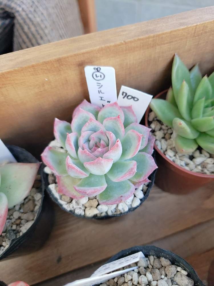 多肉植物の投稿画像 By 芽吹さん 多肉植物 韓国苗とエケベリア属と多肉女子と多肉植物とサボテンと花のある暮らしと多肉棚と多肉植物 多肉の有るくらし 月11月5日 Greensnap グリーンスナップ