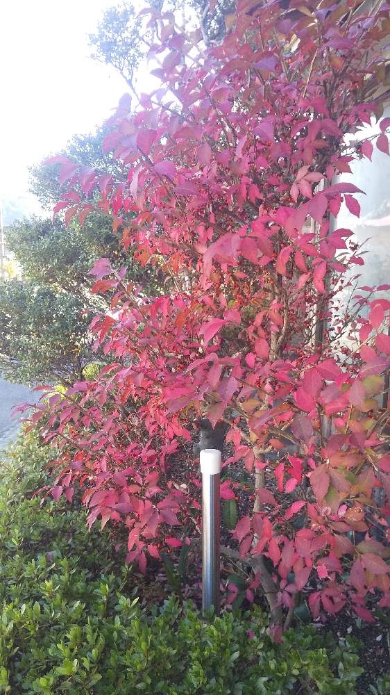 錦木 ニシキギ の投稿画像 By 勝ちゃんさん 月11月5日 Greensnap グリーンスナップ