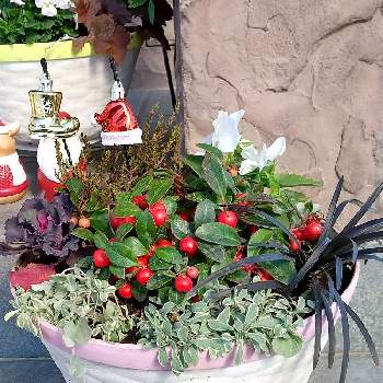 手作りガーデンピックの投稿画像一覧 Greensnap グリーンスナップ