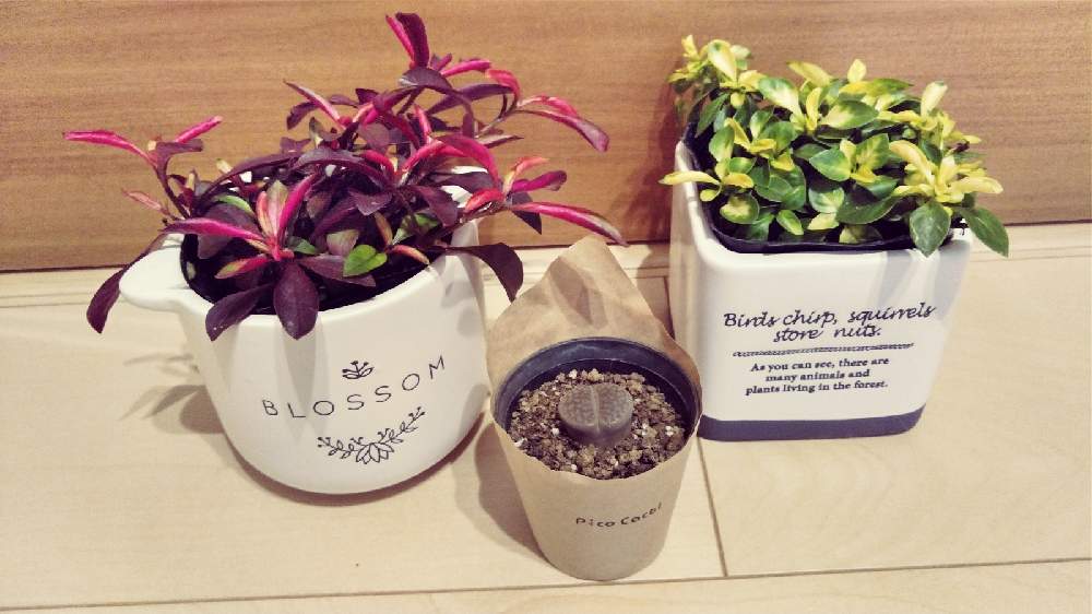 玄関の投稿画像 By もこnekoさん 千葉県とダイソー鉢とおうち園芸と多肉女子と多肉初心者とダイソー産と千葉県とダイソー鉢とおうち園芸と多肉女子と多肉初心者とダイソー産 月11月5日 Greensnap グリーンスナップ Greensnap グリーンスナップ