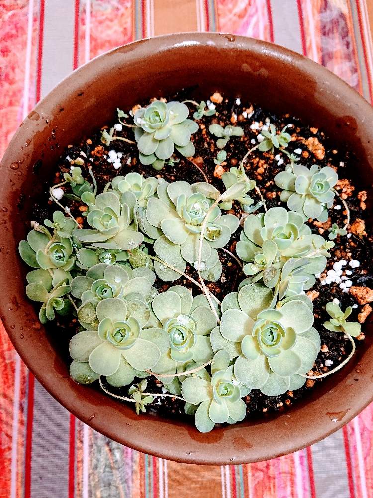 子持ち蓮華の投稿画像 By 花束さん 月11月5日 Greensnap グリーンスナップ