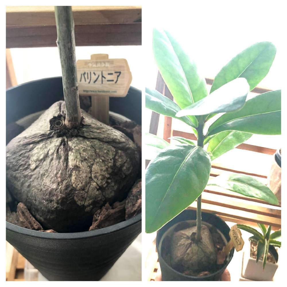 バリントニアの投稿画像 By ケンさん ゴバンノアシ 碁盤の脚 と窓辺と珍奇植物と珍奇植物 月11月5日 Greensnap グリーンスナップ Greensnap グリーンスナップ