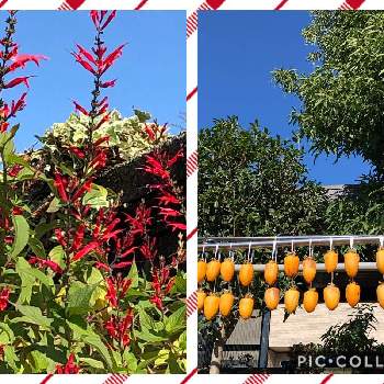 秋晴れ☀️の画像 by チィさん | 小さな庭とおうちde菜園と富山支部と葉を擦るとパインの香りが❤️と有難い♪頂き物とおうち園芸と花のある暮らしと秋晴れ☀️と繋がりに感謝✨