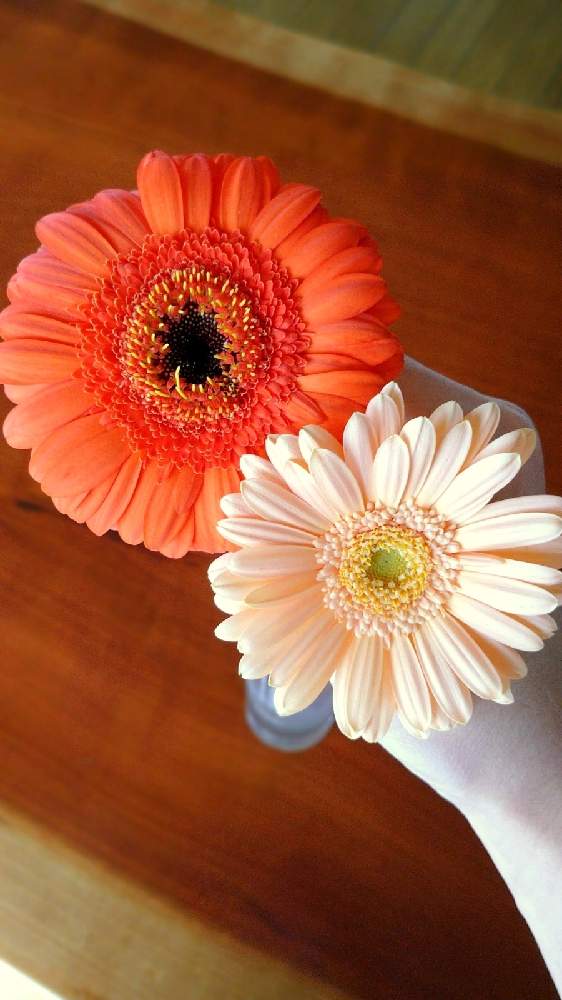 ガーベラの投稿画像 By Ringoさん 生花とビタミンカラーと花のある暮らしとオレンジと切り花 月11月5日 Greensnap グリーンスナップ