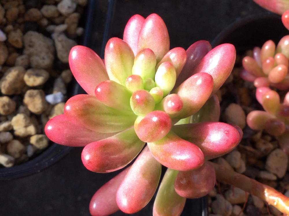 セダム オーロラの投稿画像 By やまさんさん 月11月5日 Greensnap グリーンスナップ