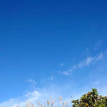 (° ꈊ °)✧˖°ｵﾎｯ!の画像 by マロマロさん | お出かけ先と散歩道にてとススキと青空とお気に入り♡と セージの花とcocoの散歩路と散歩道と(° ꈊ °)✧˖°ｵﾎｯ!と青空に映えるとCOCO通信