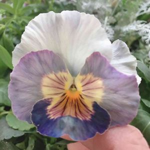 パンジー ジョリーアンジュ,鉢植え,寄植え,半日陰,iPhone撮影の画像