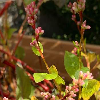 アイの投稿画像一覧 Greensnap グリーンスナップ