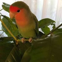 コーヒーの木,コザクラインコ　森の画像
