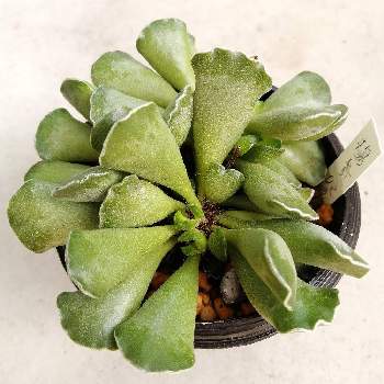 アドロミスクス 楊貴妃の扇の投稿画像一覧 Greensnap グリーンスナップ