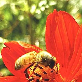 花と蜂の画像 by かぶとさん | お出かけ先と完全雨晒しとキバナコスモスと蜂と花と昆虫と植物と昆虫と花と蜂