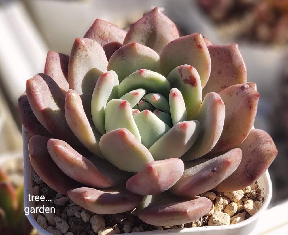 アリエルの投稿画像 By Tree さん 多肉植物と多肉植物の観察と多肉紅葉と多肉植物が好きな人と繋がりたいと朝多肉と多肉植物のある暮らしとおうち園芸と 多肉女子と多肉生活とsucculent 月11月5日 Greensnap グリーンスナップ
