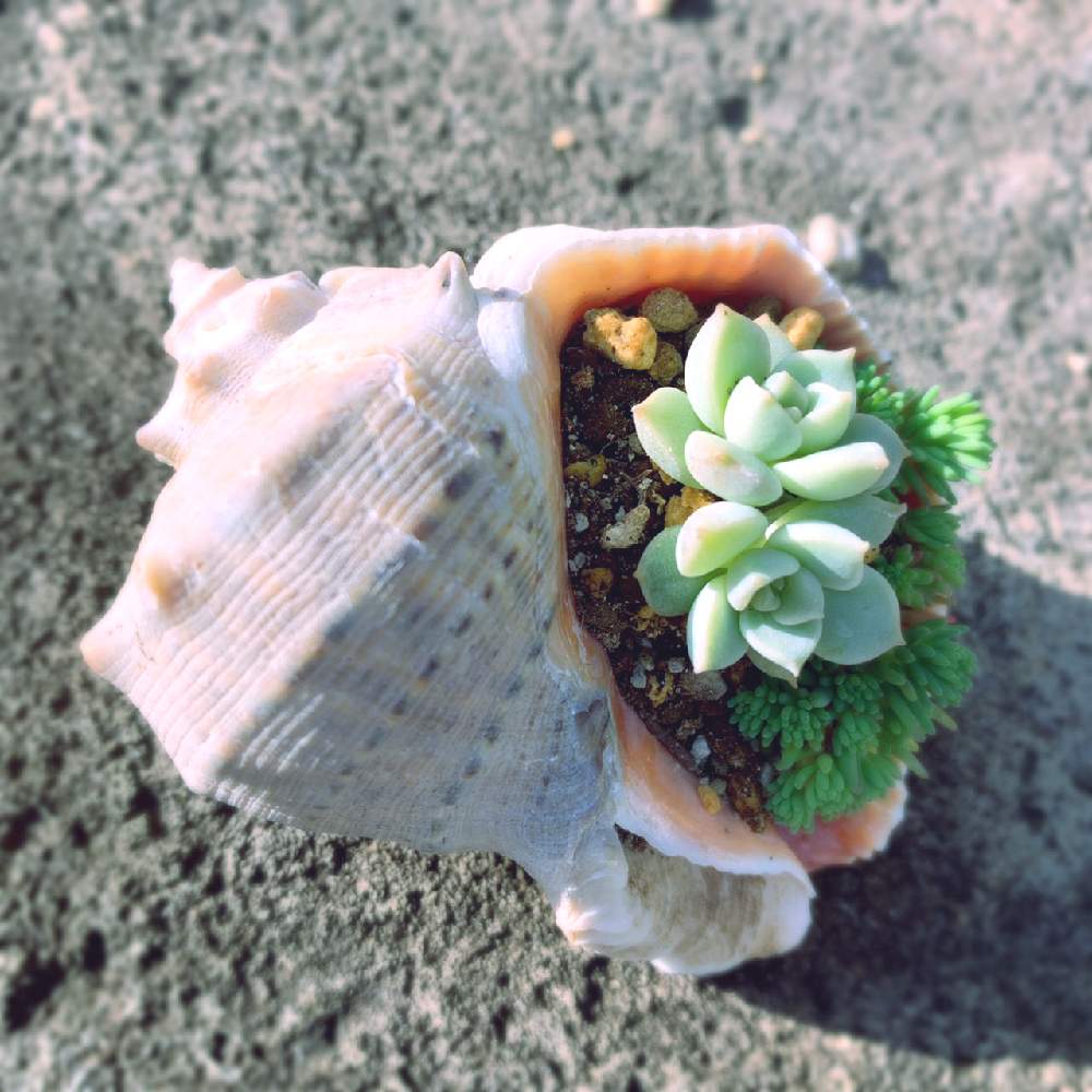 エケベリアの投稿画像 By おちょさん 小さな庭と多肉植物とおうち園芸と多肉貝殻寄せとおしゃれ と多肉寄せ植えと貝殻と多肉植物とおうち園芸と多肉貝殻 寄せとおしゃれ と多肉寄せ植えと貝殻 月11月5日 Greensnap グリーンスナップ Greensnap