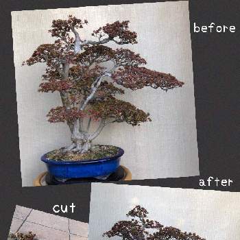 改作の画像 by ryo-ggさん | 再生計画と盆栽と改作とサツキ盆栽