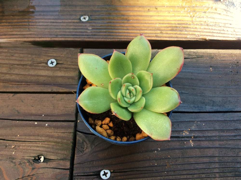 ギルバの投稿画像 By Bayx2さん バルコニー ベランダと多肉植物と100均とウッドデッキと100均多肉と多肉 のある暮らしとおうち園芸と植中毒とエケベリア属と鉢植えとみどりに癒されると多肉寄せ植えと多肉初心者と多肉植物と100均とウッドデッキと100均多肉と多肉のある