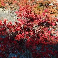 ドウダンツツジの画像