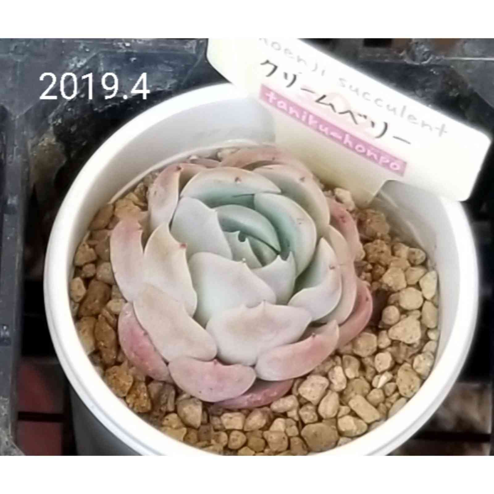 クリームベリー｜🍀GreenSnap（グリーンスナップ）