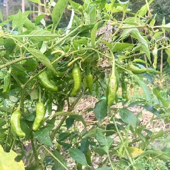 獅子唐栽培の投稿画像一覧 Greensnap グリーンスナップ