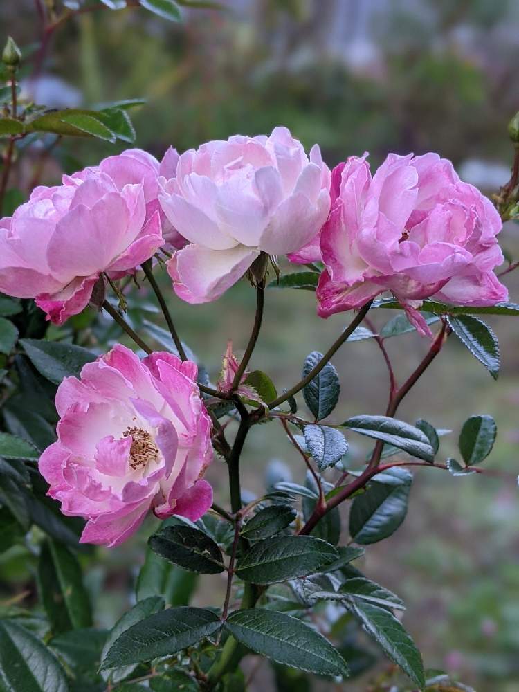 小さな庭の画像 by hiroさん | 小さな庭とディック コースターと花のある暮らし♡とピンク色とおうち園芸と四季咲微香とスプレー咲きとポリアンサローズと見てくれてありがとう♡