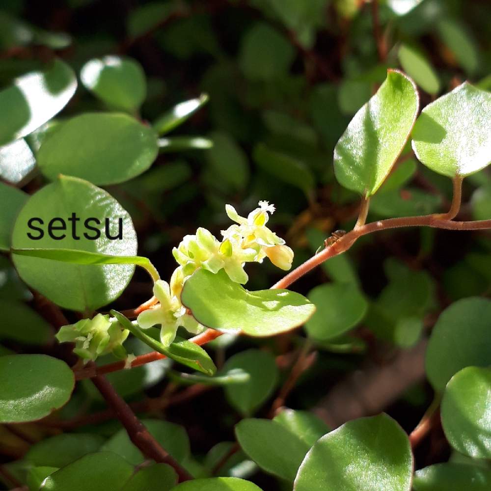 ワイヤープランツの投稿画像 By セツさん 花ハナはなとおうちde菜園とおうち園芸と小花と白い花とgreen Up 月11月5日 Greensnap グリーンスナップ