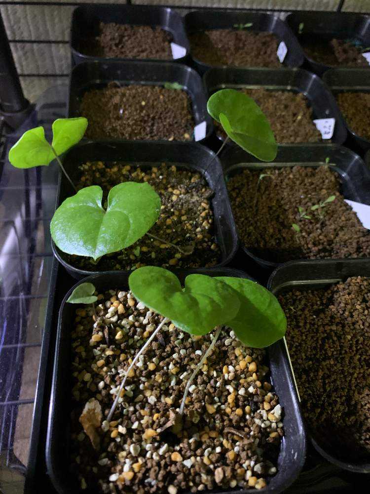 アフリカ亀甲竜の実生記録|🍀GreenSnap(グリーンスナップ) アフリカ亀甲竜の実生記録|🍀GreenSnap(グリーンスナップ)