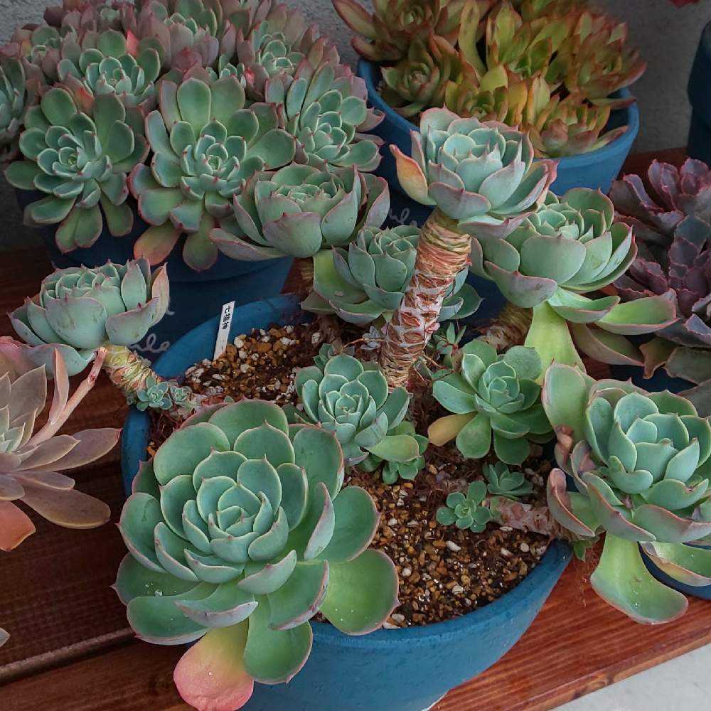 075 七福神①の生長記録 2022.04.01更新｜🍀GreenSnap（グリーンスナップ）