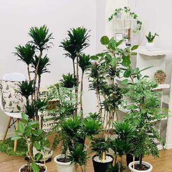 サンスベリア ハニーバニーの投稿画像一覧 Greensnap グリーンスナップ