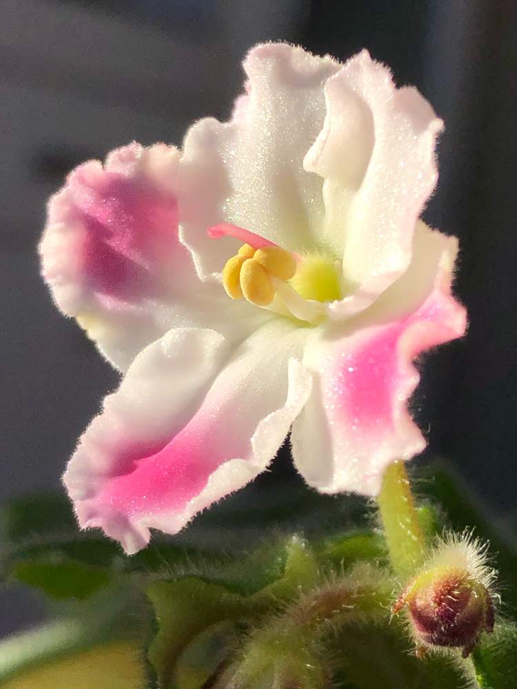 セントポーリアの投稿画像 By アロマティカスさん 月11月5日 Greensnap グリーンスナップ