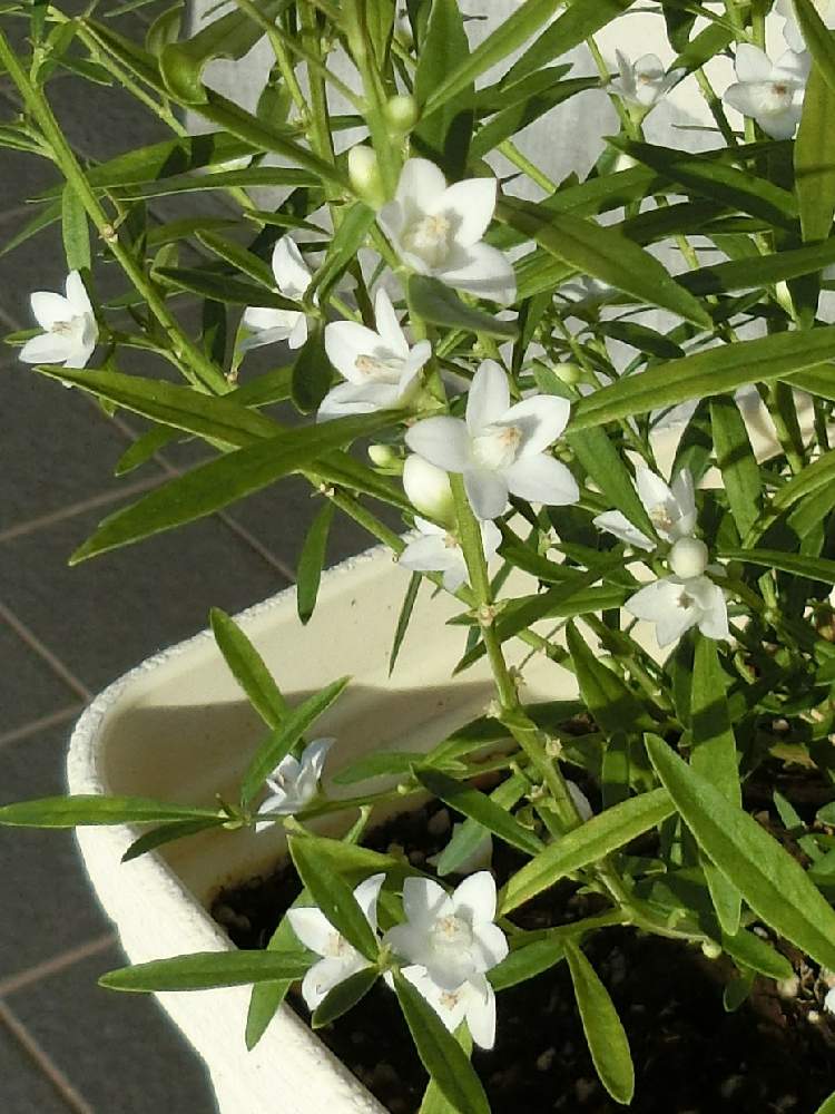 サザンクロスの投稿画像 By Kevinさん 素敵 と癒しとおうち園芸とお花大好き と可愛いとオセアニア原産と花のある暮らしとかわいいと白い花と サザンクロス 月11月6日 Greensnap グリーンスナップ