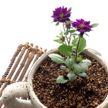 ディープブルーの投稿画像一覧 Greensnap グリーンスナップ