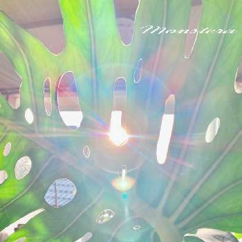coolの画像 by アィリィさん | 寝室とモンステラ属と観葉植物とcoolと朝日とモンステラ,