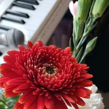 八重咲きガーベラの投稿画像一覧 Greensnap グリーンスナップ