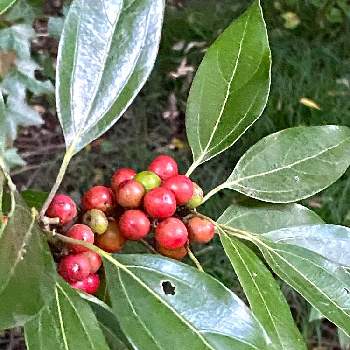 ボタニカルスポット,空き家,みどりのまとめ,廃墟,ボボボーボ・ボーボボの画像