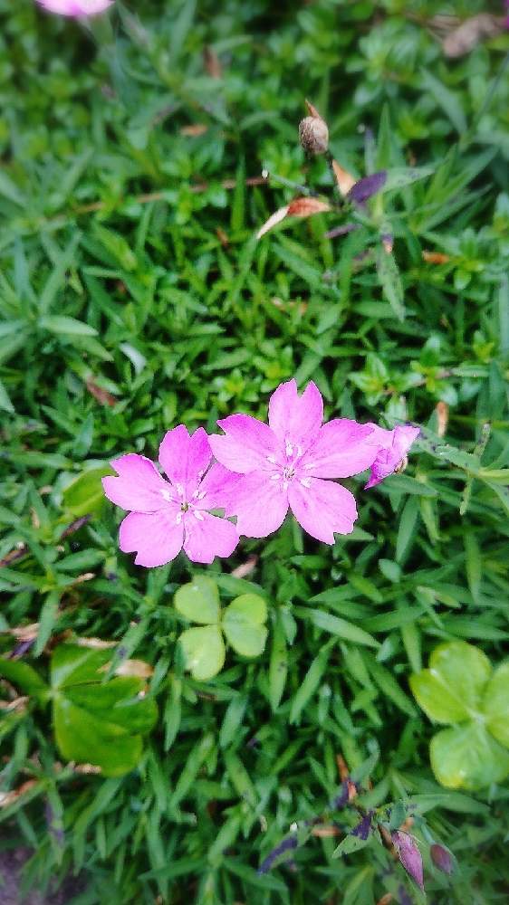 ナデシコの投稿画像 By Akoさん グランドカバー 月11月6日 Greensnap グリーンスナップ